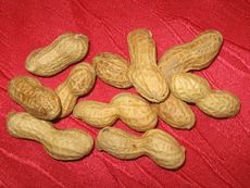 Erdnüsse.JPG